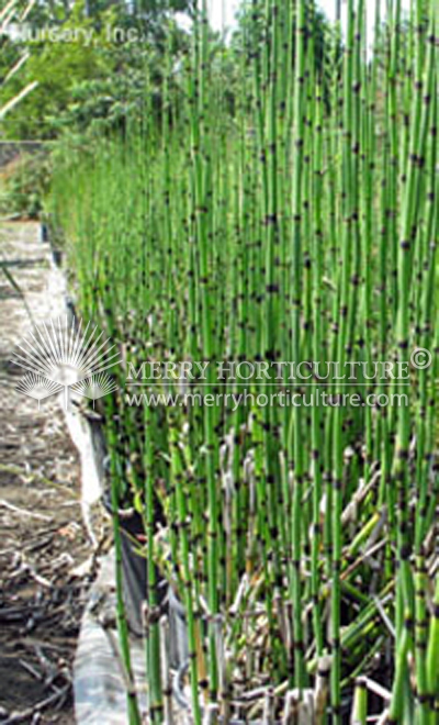 Equisetum hyemale